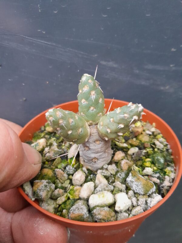 Tephrocactus conoideus