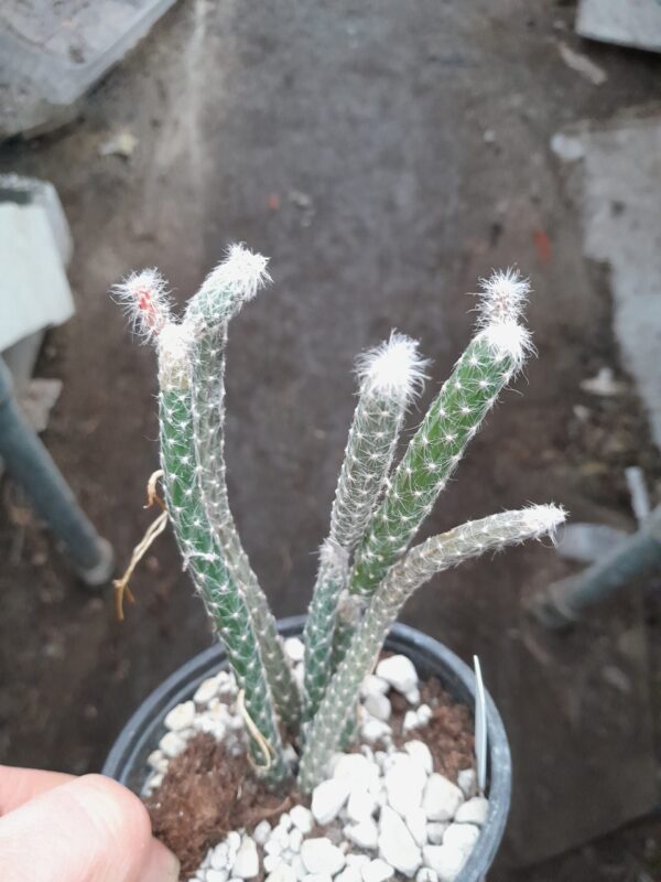 Selenicereus grandiflorus ssp donkelaari