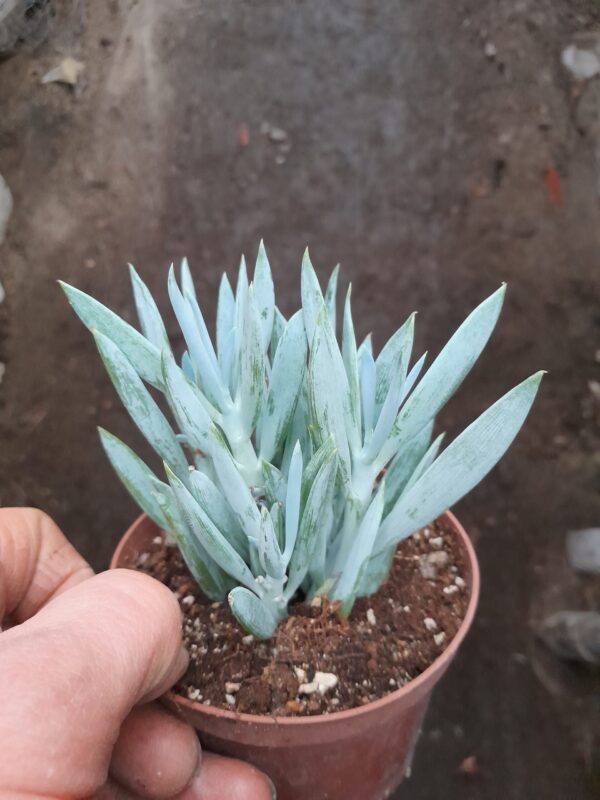 Senecio ficoides (=Curio ficoides)