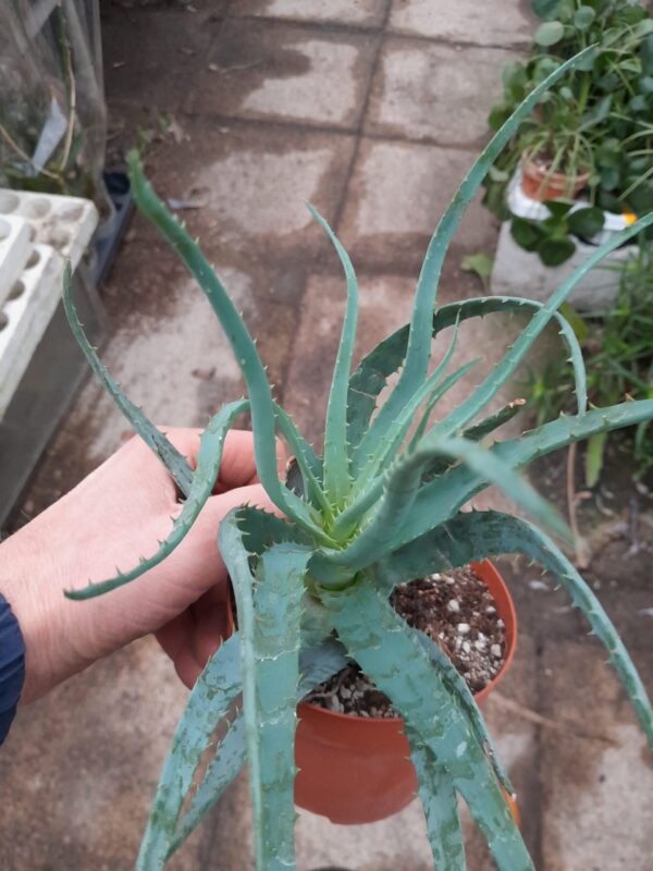 Aloe cv. Blue Elf