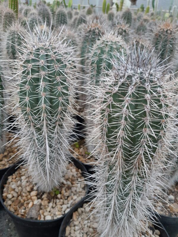 Pachycereus pringlei