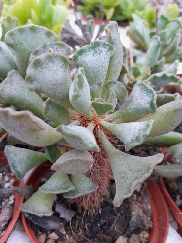 Adromischus cristatus