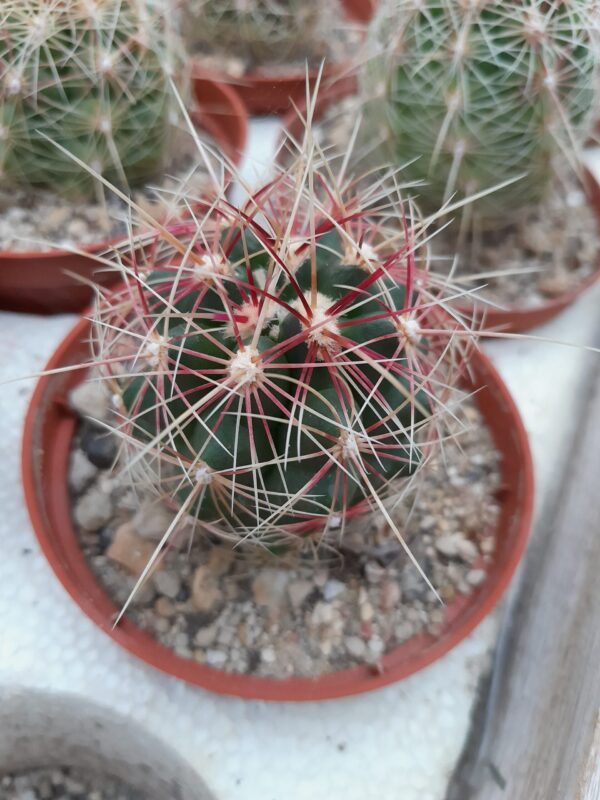 Thelocactus bicolor