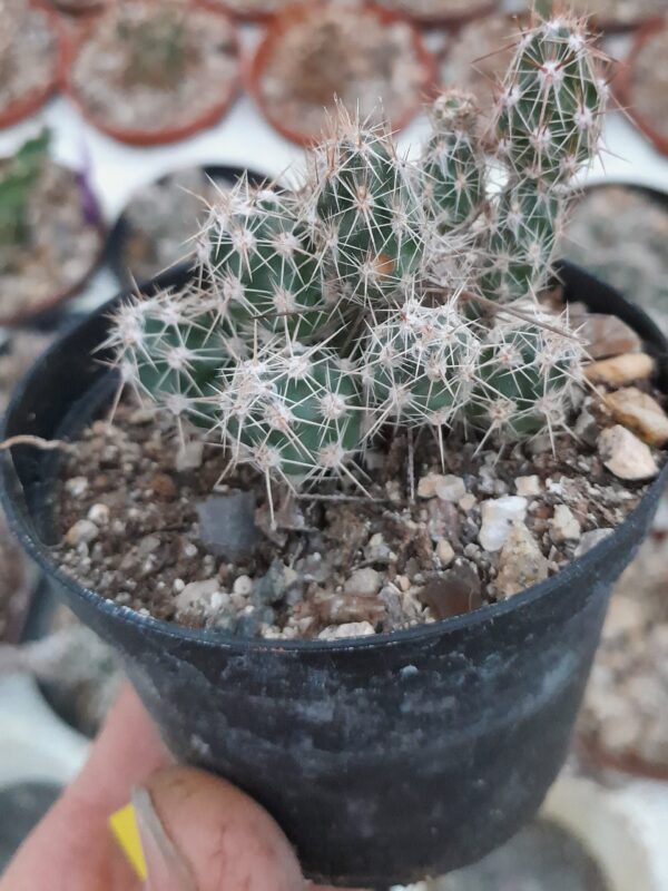 Corynopuntia bulbispina