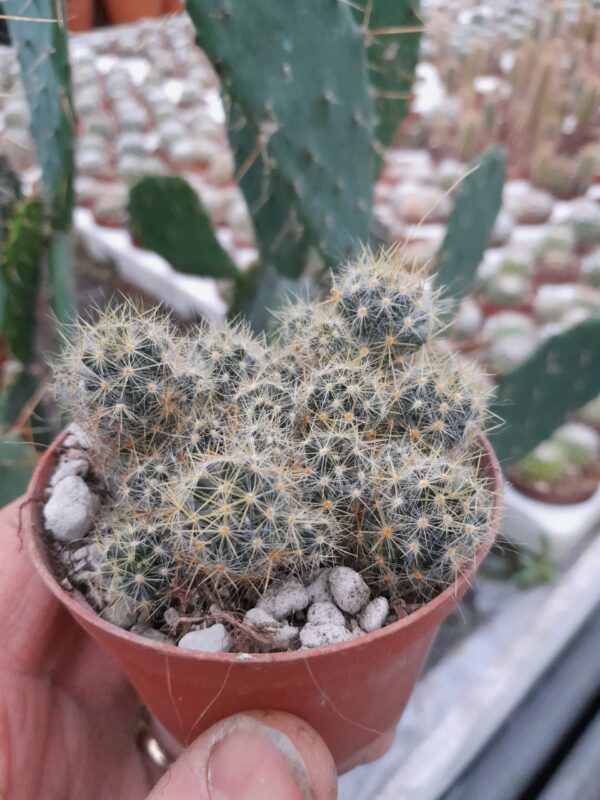 Mammillaria prolifera ssp. texana