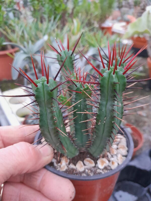 Euphorbia enopla