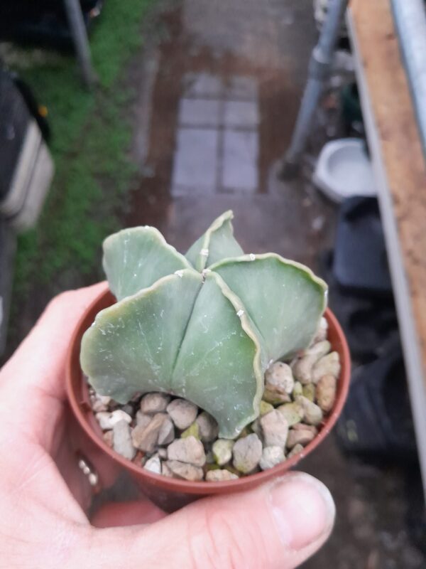 Astrophytum myriostigma f. nudum