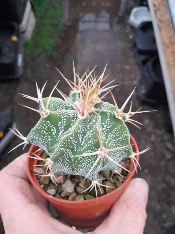 Astrophytum ornatum