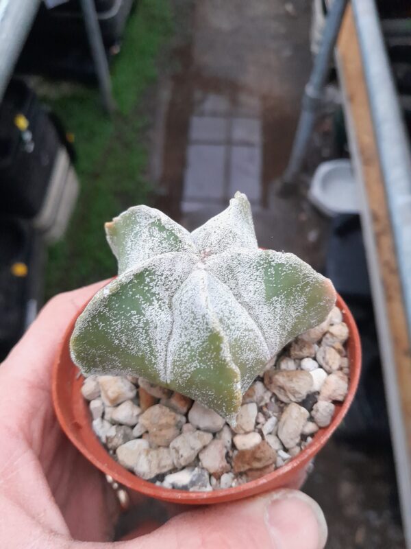 Astrophytum myriostigma