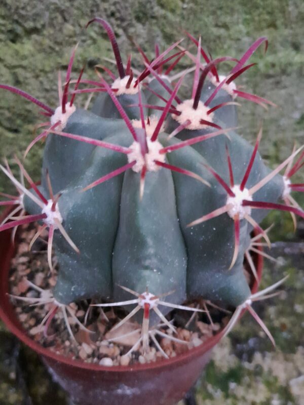 Ferocactus peninsulae