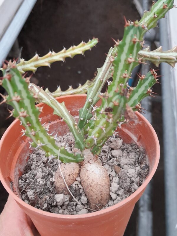 Euphorbia knuthii