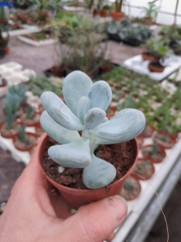 Pachyphytum oviferum