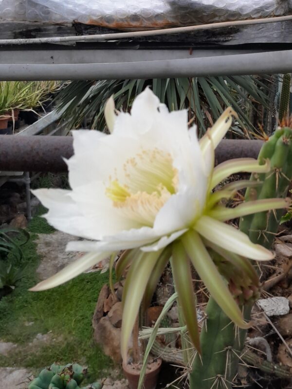 Harrisia pomanensis - Image 2