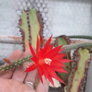 Disocactus martianus (=Aporocactus martianus)