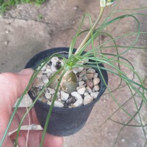Albuca namaquensis