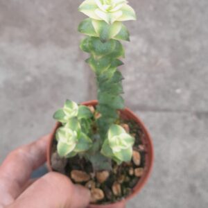Crassula perforata f. variegata