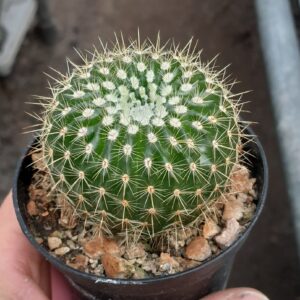 Parodia herteri