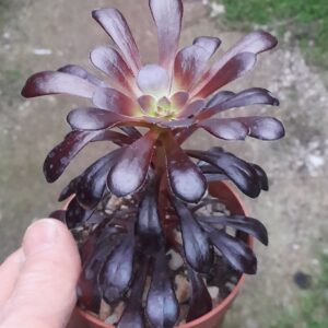 Aeonium arboreum cv. Zwartkop