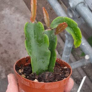 Rhipsalis agudoensis