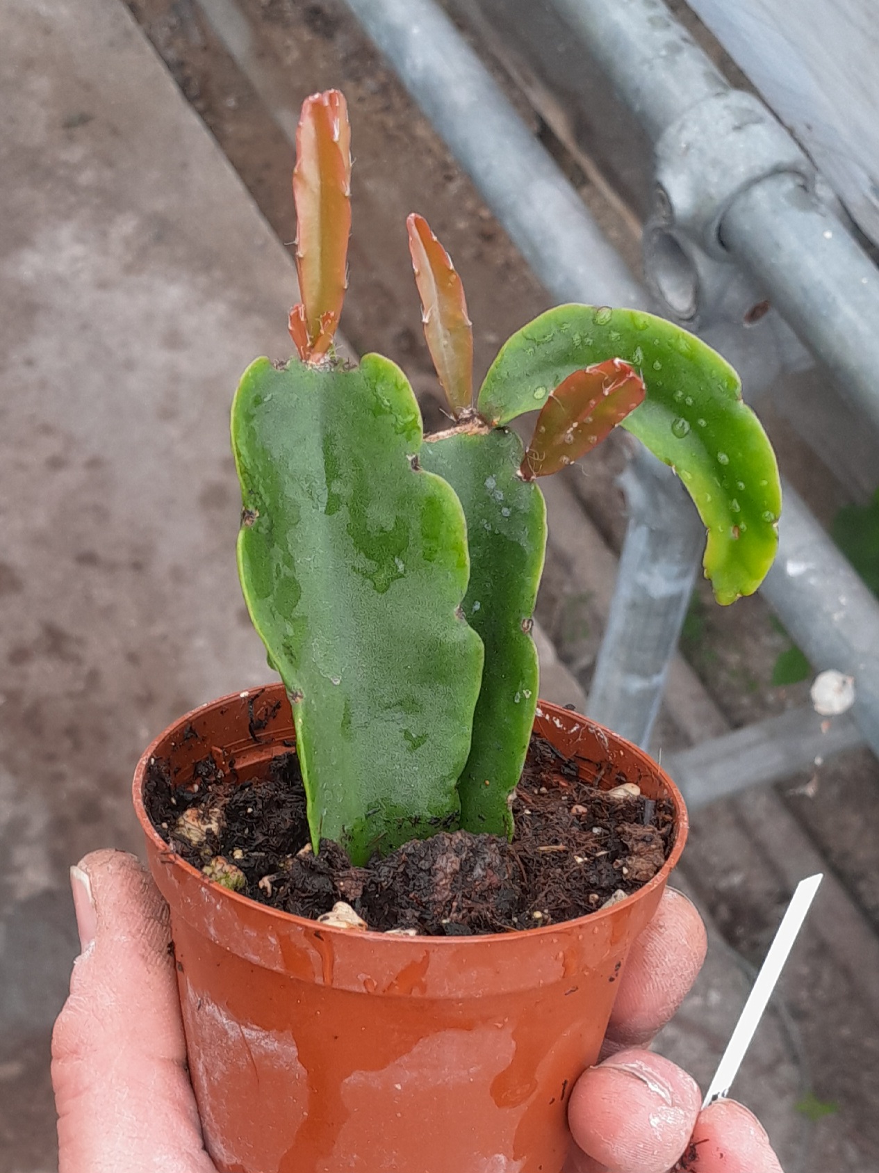 Rhipsalis agudoensis