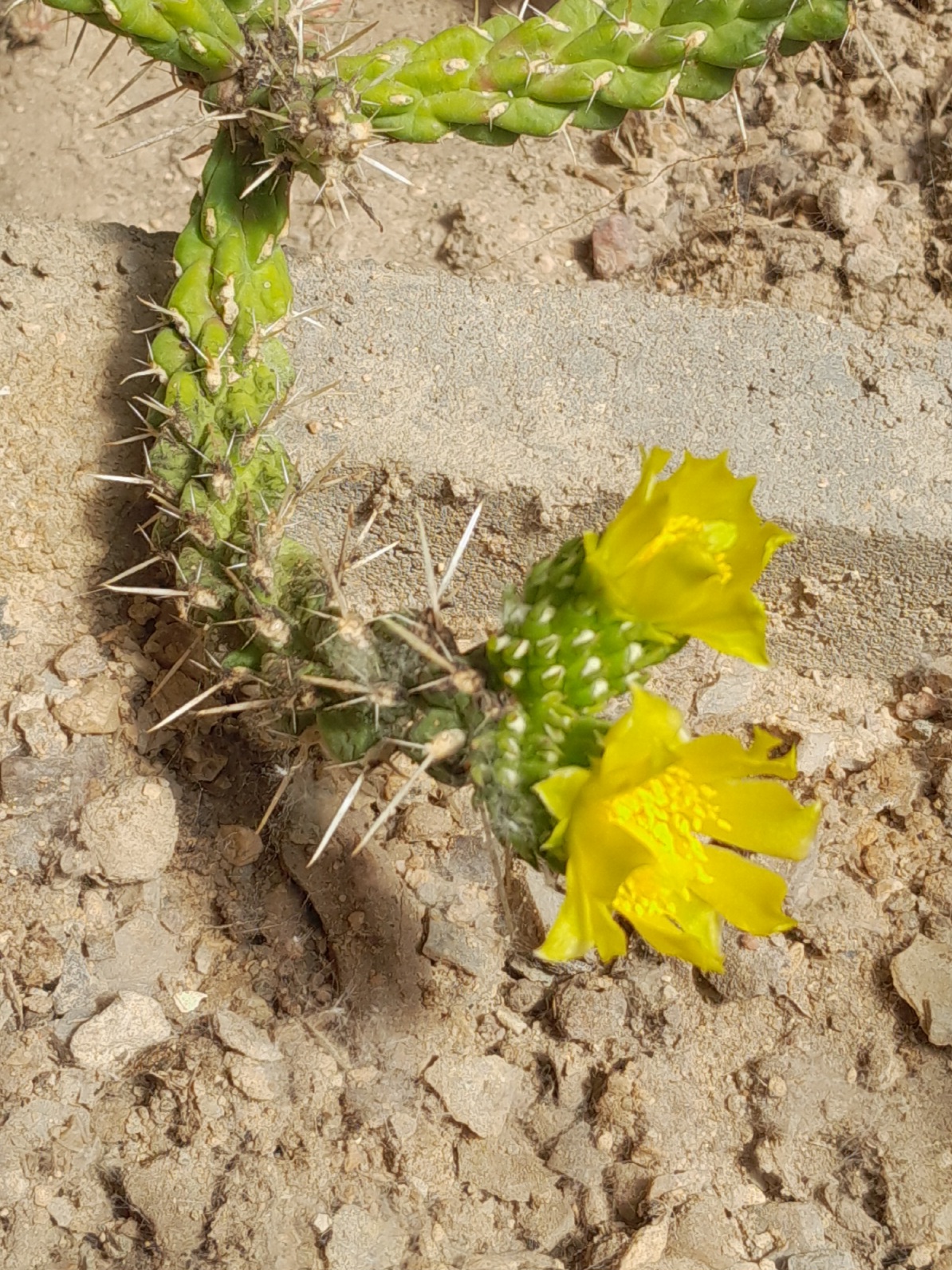Cyliondropuntia whipplei