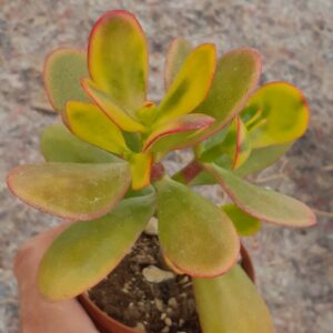Crassula ovata cv. Hummels Sunset