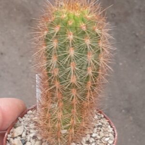 Haageocereus acranthus