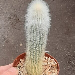 Cleistocactus strausii