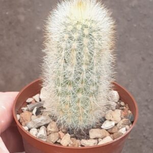 Weberbauercereus rauhii
