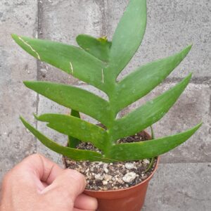 Selenicereus chrysocardium (=Epiphyllum chrysocardium)