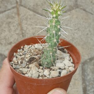 Cylindropuntia acanthocarpa