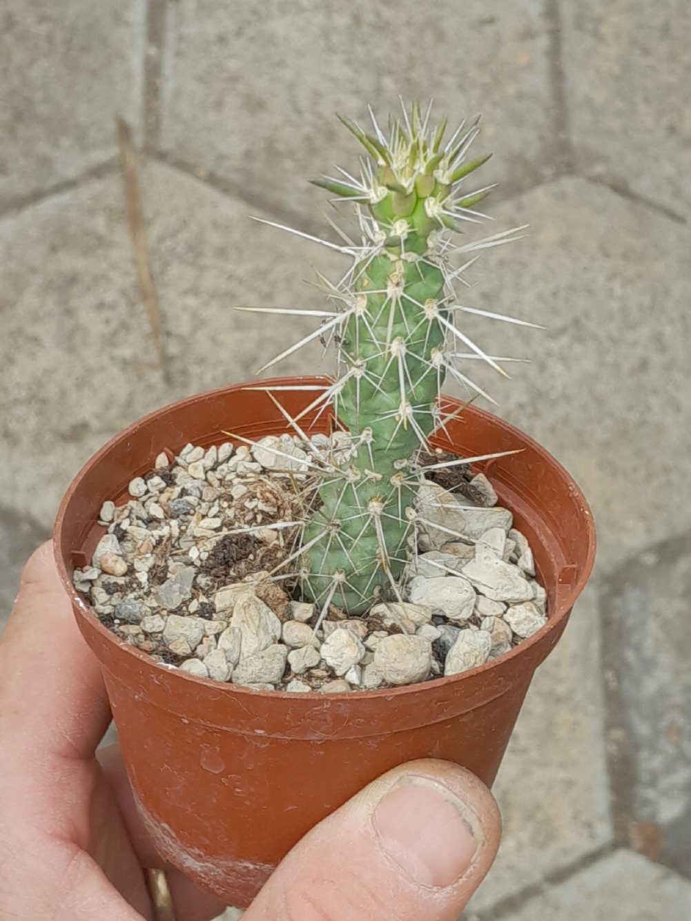 Cylindropuntia acanthocarpa