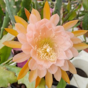 Epiphyllum cv. American Sweetheart