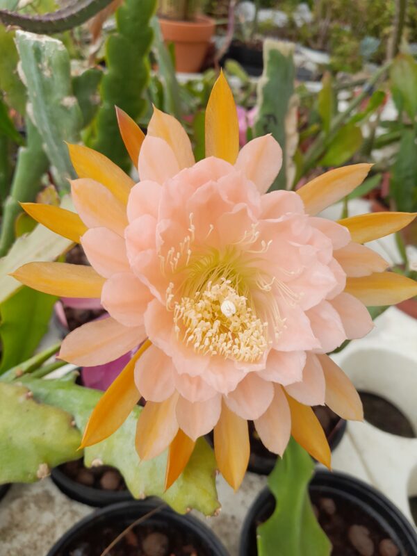 Epiphyllum cv. American Sweetheart