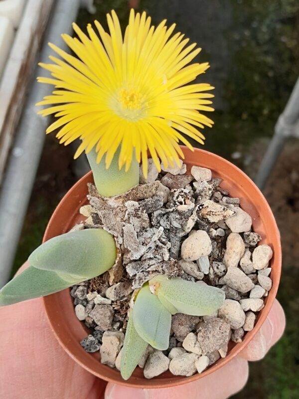Cheiridopsis robusta, Namus Kloof