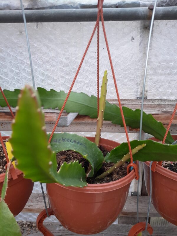 Disocactus ackermannii - Image 2