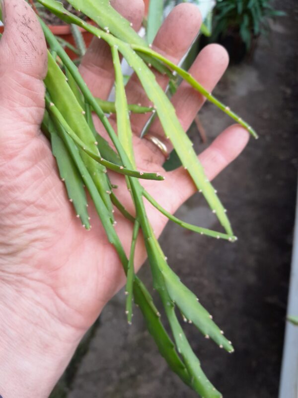 Disocactus biformis - Billede 2