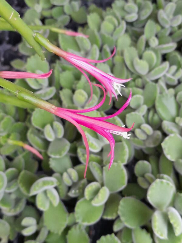 Disocactus biformis