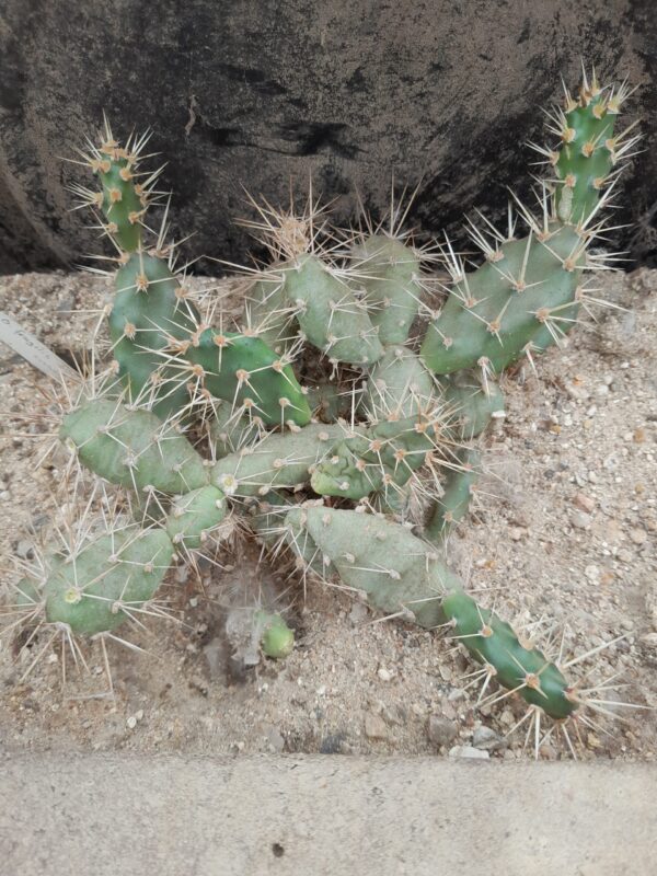 Opuntia fragilis, Wisconsin, Dunn County, SB95
