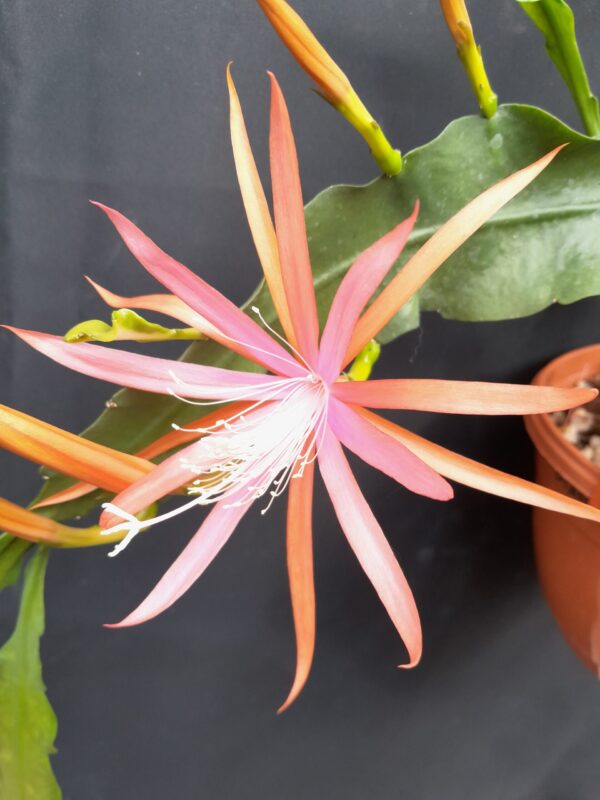 Epiphyllum cv. Diana Paetz
