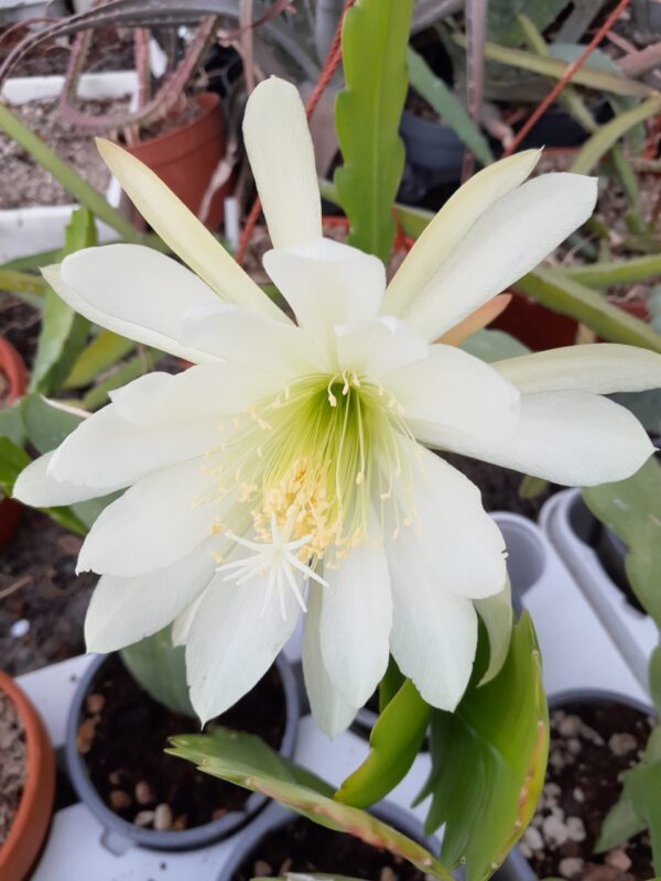 Epiphyllum cv. Edmond le Maitre