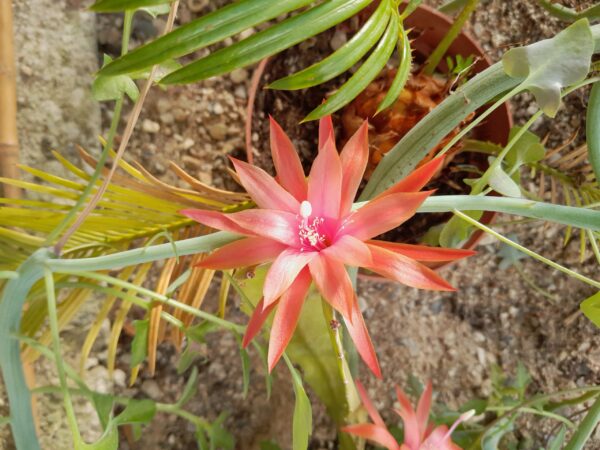 Epiphyllum cv. Thirty Kisses