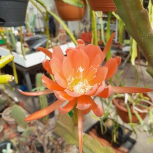 Epiphyllum cv. EK7