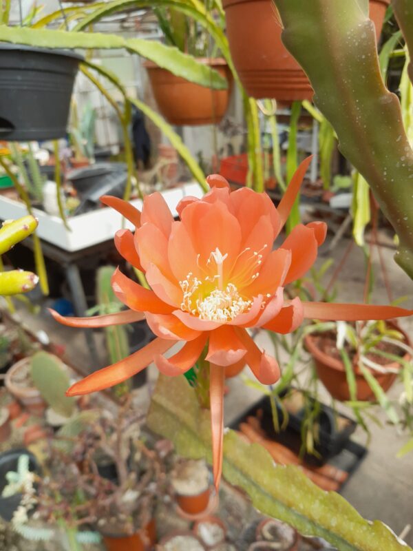Epiphyllum cv. EK7