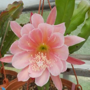 Epiphyllum cv. Sakurahime