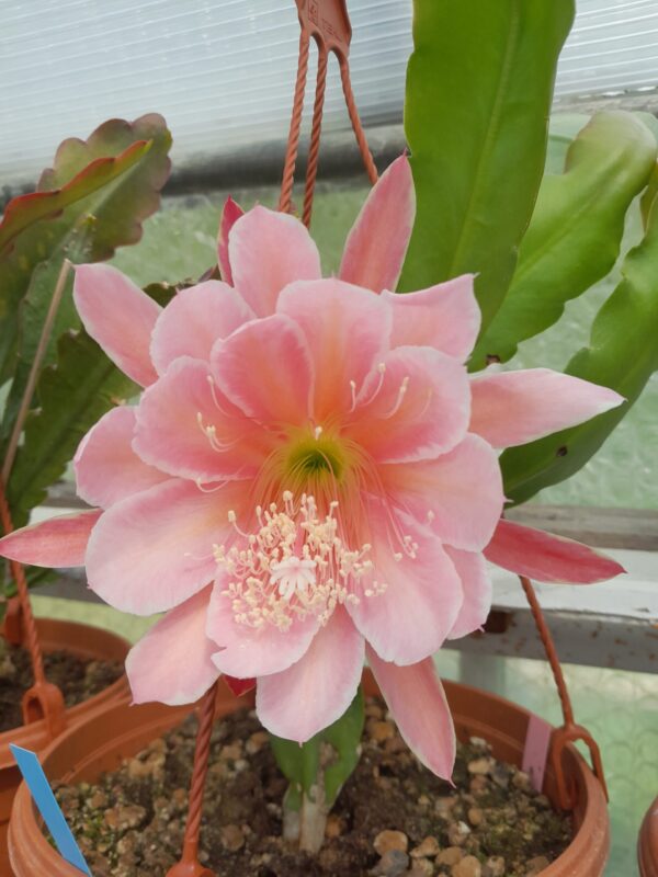 Epiphyllum cv. Sakurahime