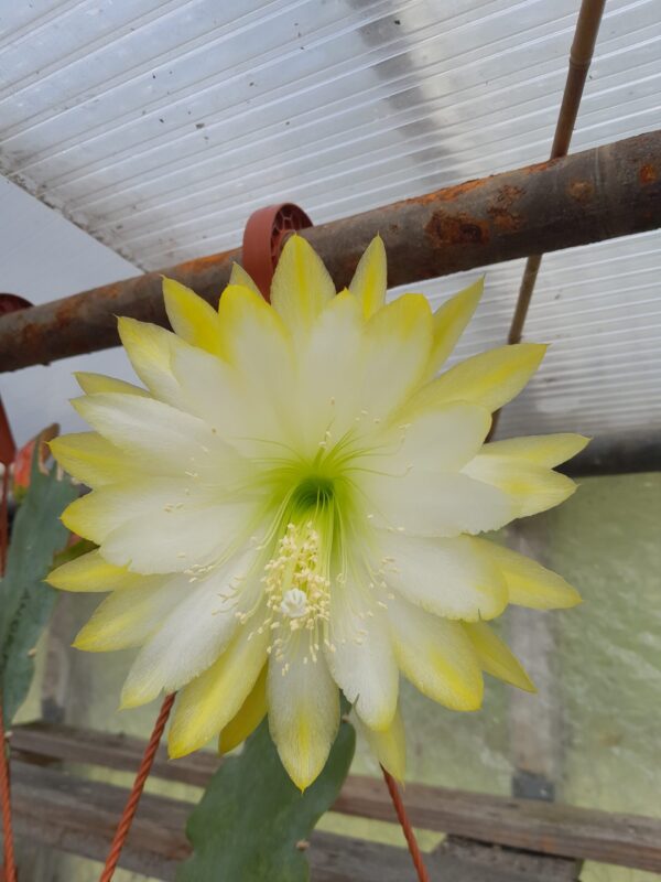 Epiphyllum cv. Andromeda