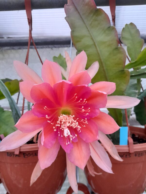 Epiphyllum cv. Royal Rose