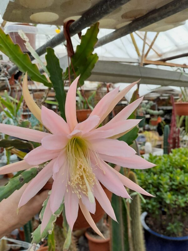 Epiphyllum cv. NN3