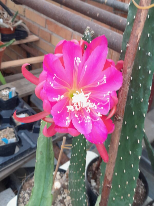 Epiphyllum cv. Guatemala